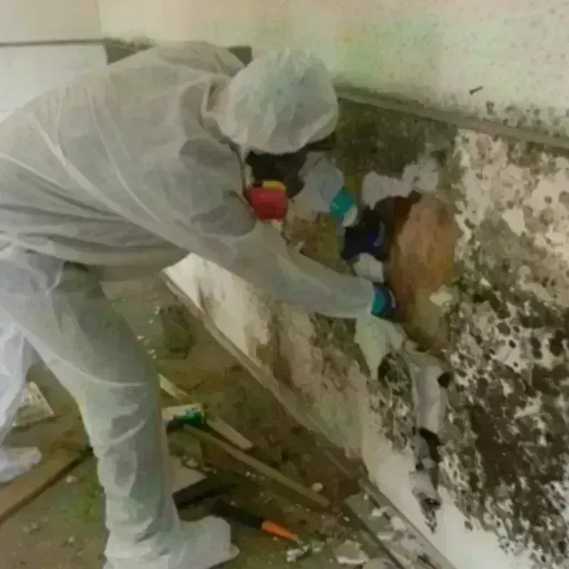 Mold Remediation and Removal in East Greenwich, RI